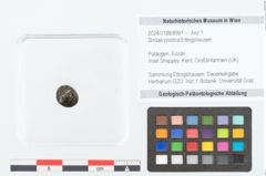 Foto (Objekt + Etikett) von Smilax pristina Ettingshausen (NHMW-GEO-2024-0188-8991)